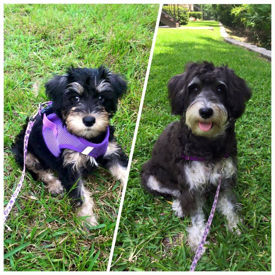 smeraglia's teddy bear schnoodles